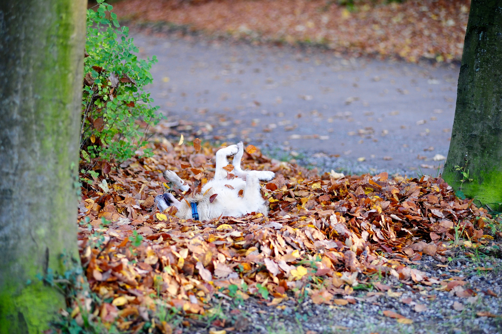 Ich liebe den Herbst