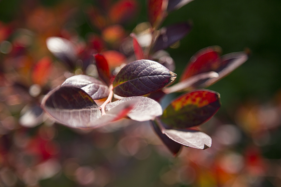 Ich liebe den Herbst !