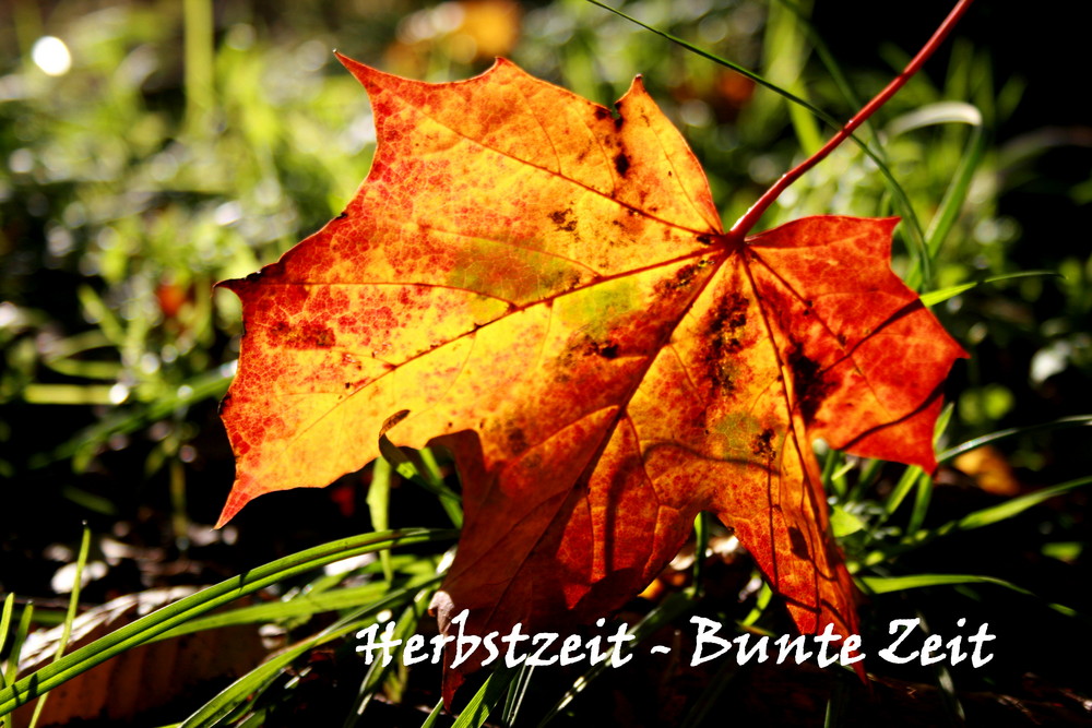 Ich liebe den Herbst....