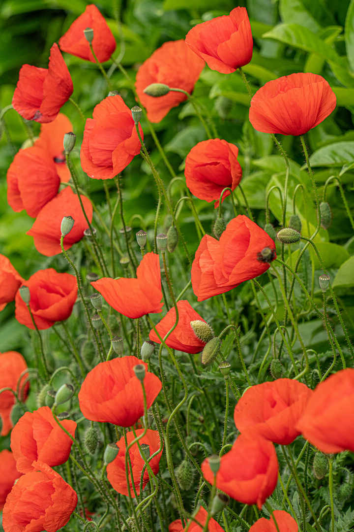 Ich liebe den Mohn I