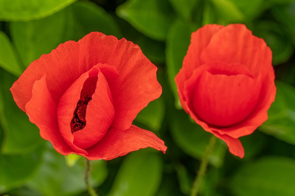 Ich liebe den Mohn II