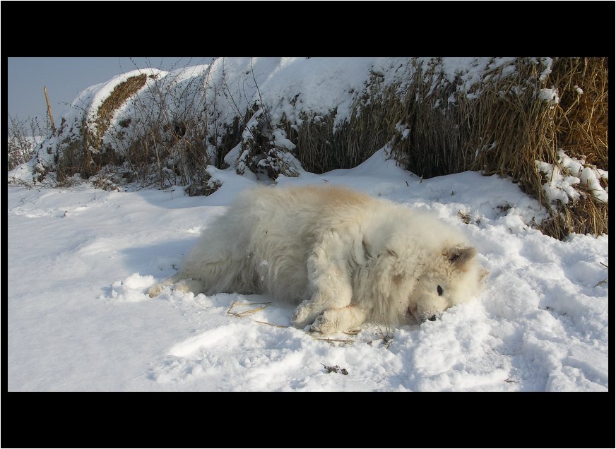 ~ Ich liebe den Schnee ~