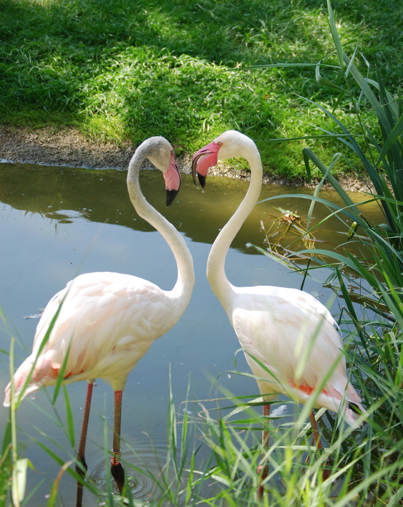 Ich Liebe Dich Foto Bild Tiere Natur Bilder Auf Fotocommunity