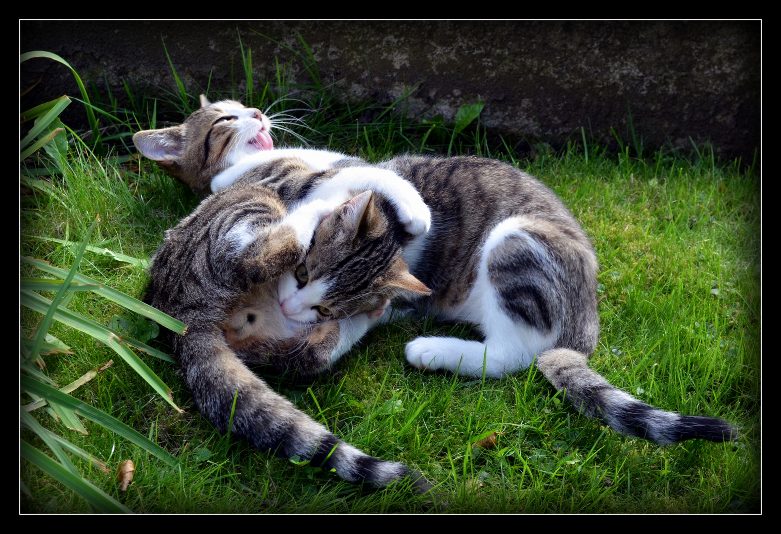 Ich Liebe Dich Foto Bild Tiere Haustiere Katzen Bilder Auf Fotocommunity