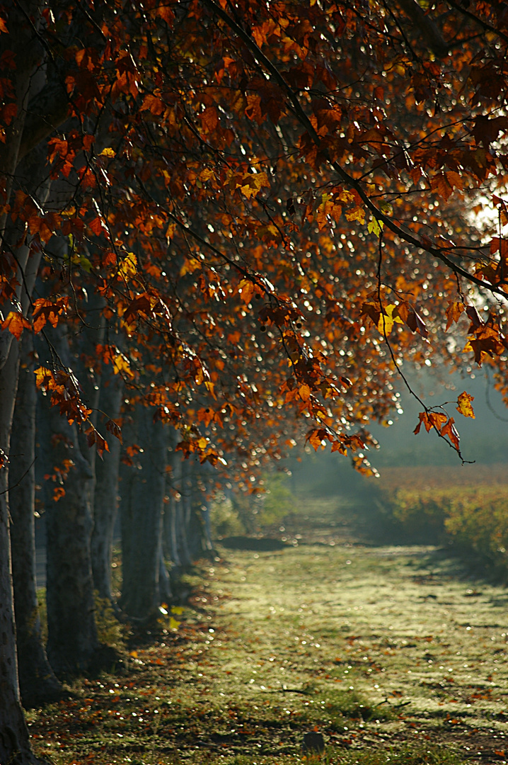 Ich liebe dich, Herbst!