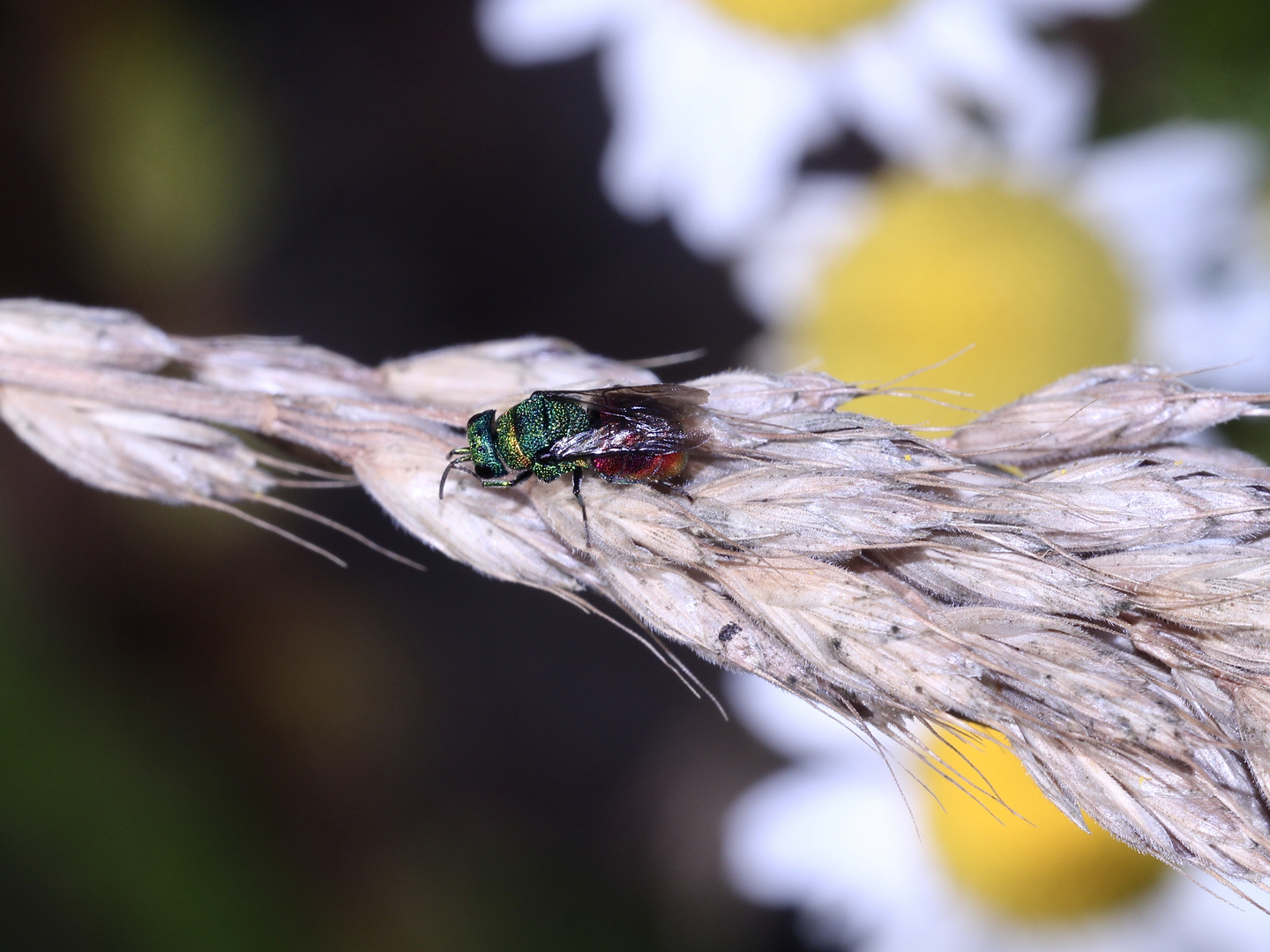 Ich liebe die Goldwespen (Fam. Chrysididae)! (1)