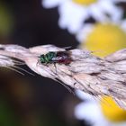 Ich liebe die Goldwespen (Fam. Chrysididae)! (1)