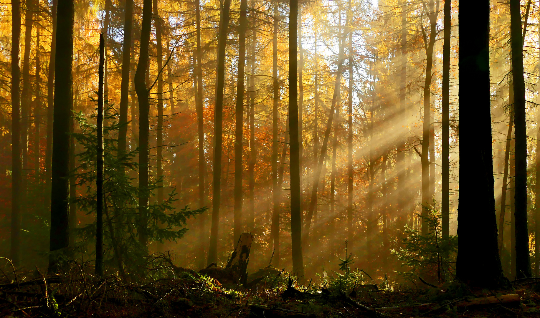 Ich liebe die herbstliche Landschaft