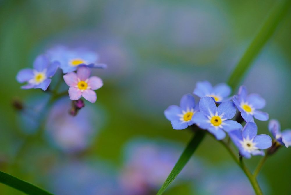 Ich liebe die kleinen blauen Blümchen!