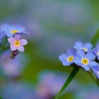 Ich liebe die kleinen blauen Blümchen!