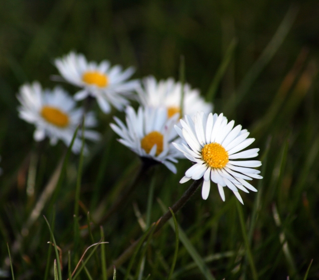 Ich liebe diese Blümchen :)