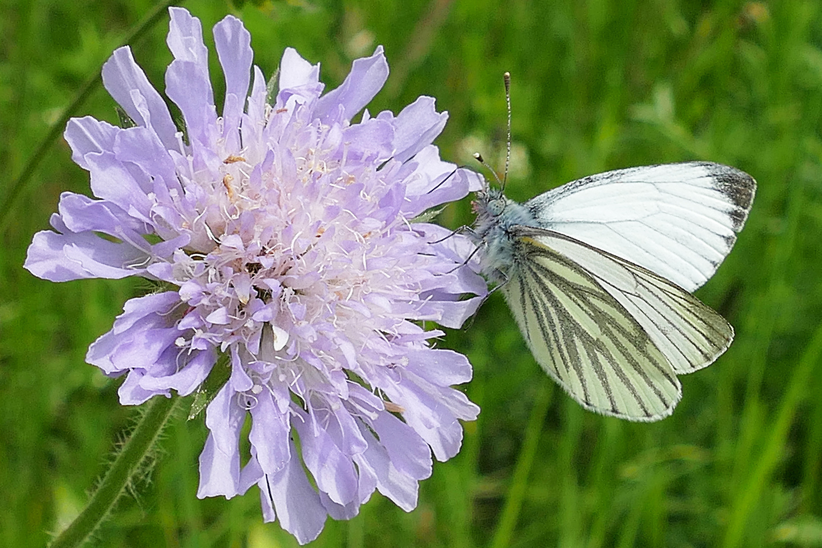 ich liebe diese Blüte