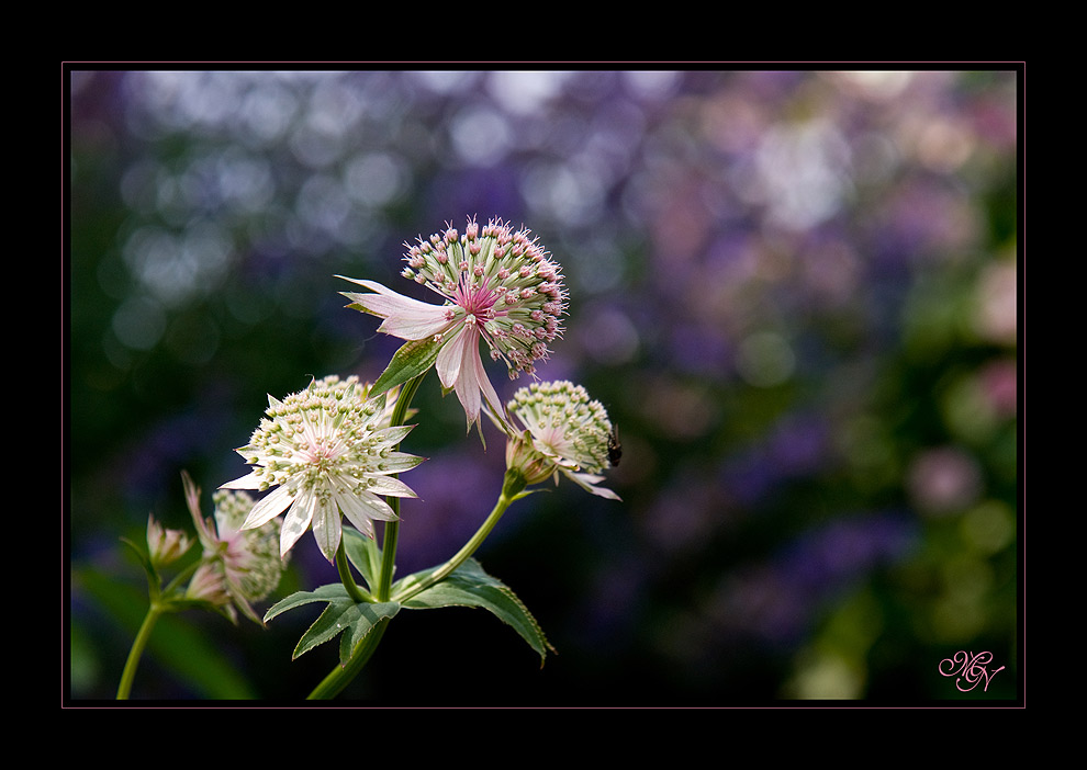 Ich liebe dieses Bokeh!