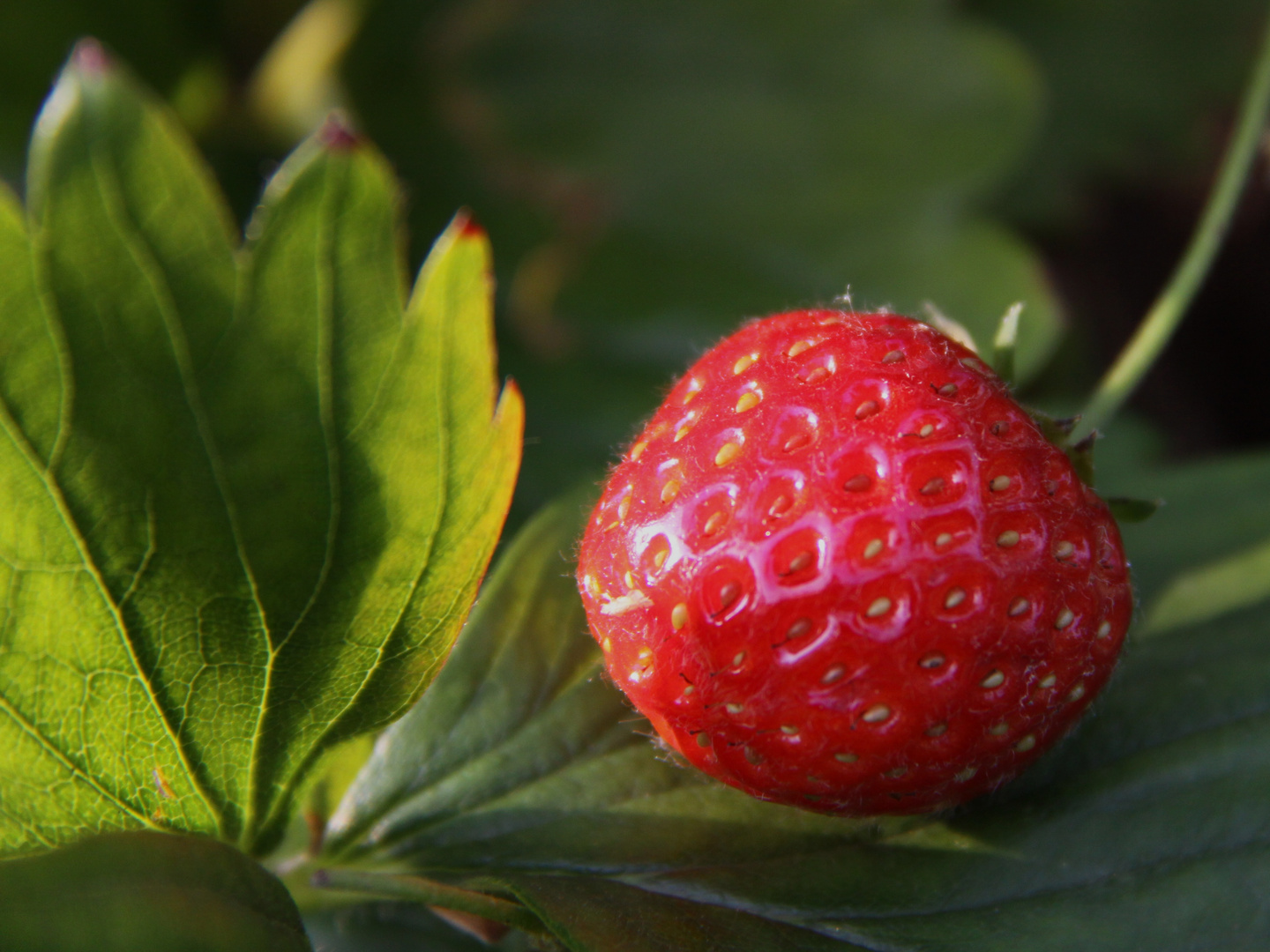 Ich liebe Erdbeeren