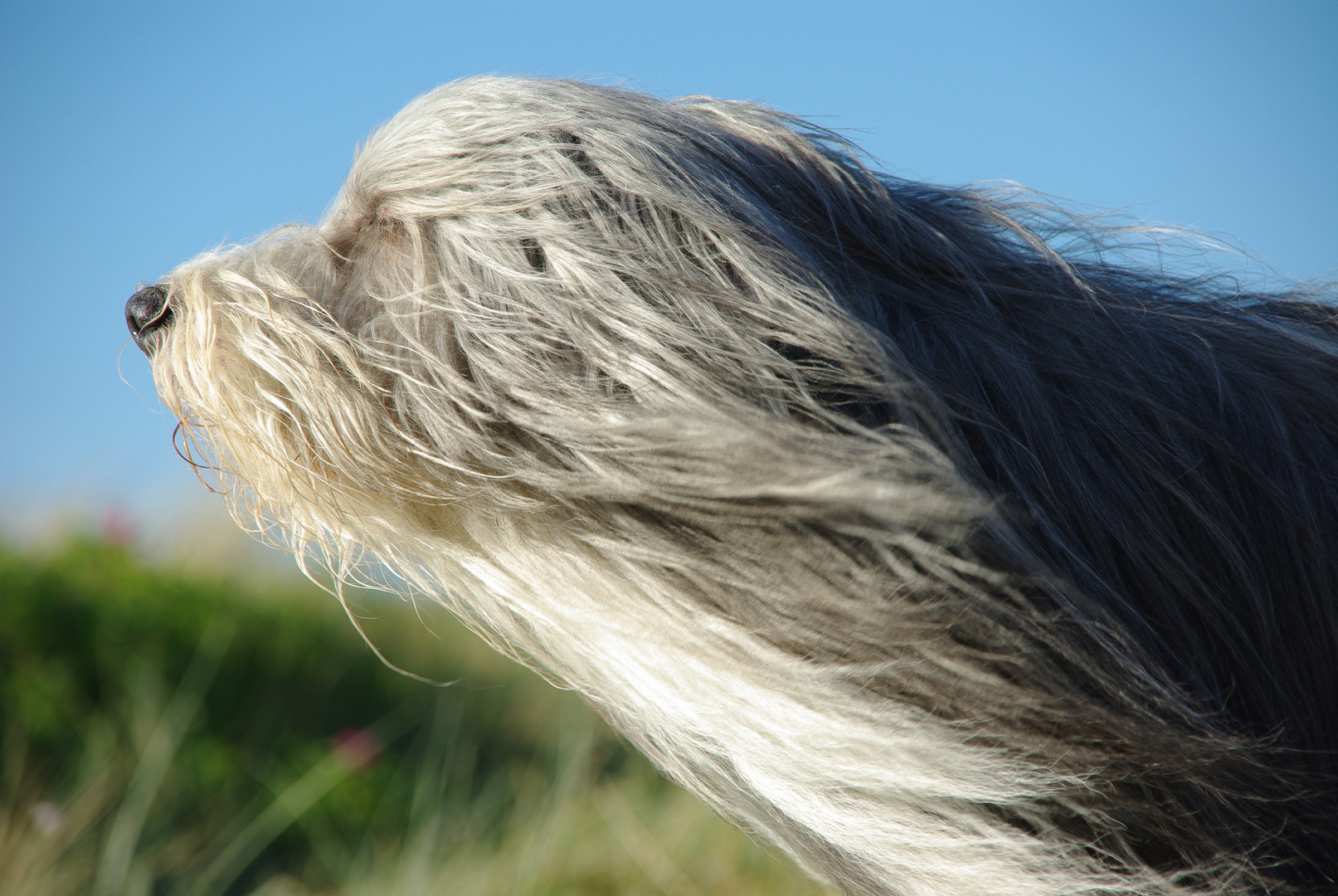 Ich liebe es wenn der Wind um meine Nase fegt.