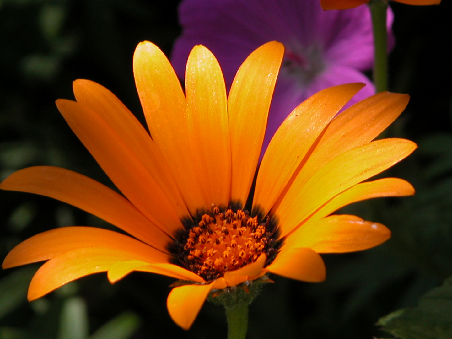 Ich liebe Farben und deren Intensität ist in Blüten einmalig