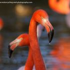 Ich liebe Flamingos