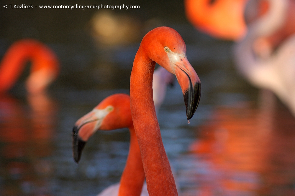 Ich liebe Flamingos