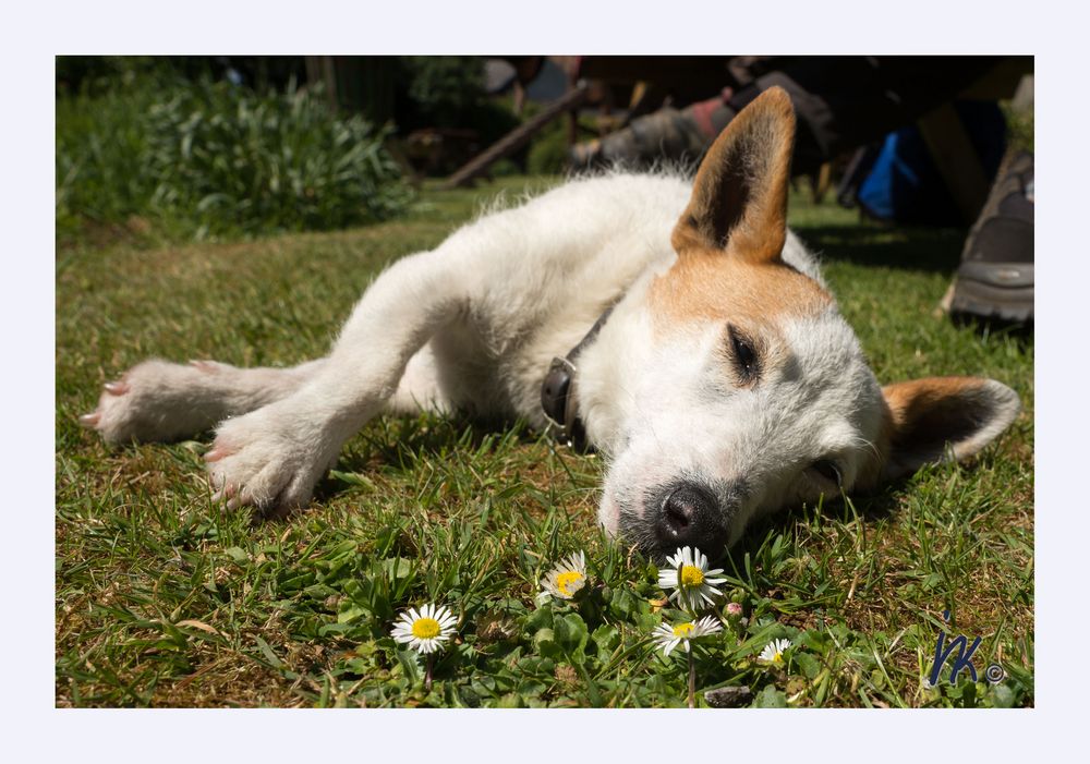 Ich liebe Gänseblumen