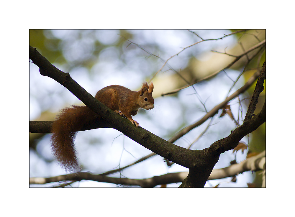 Ich liebe Hörnchen...