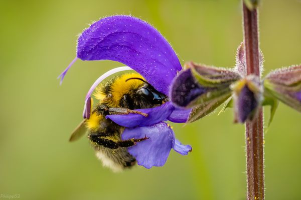 Ich liebe ihn sooo sehr…