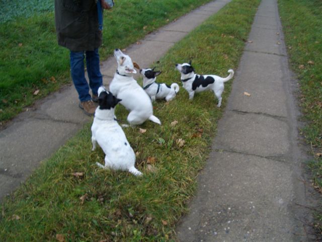 ich liebe Jack-Russell-Terrier