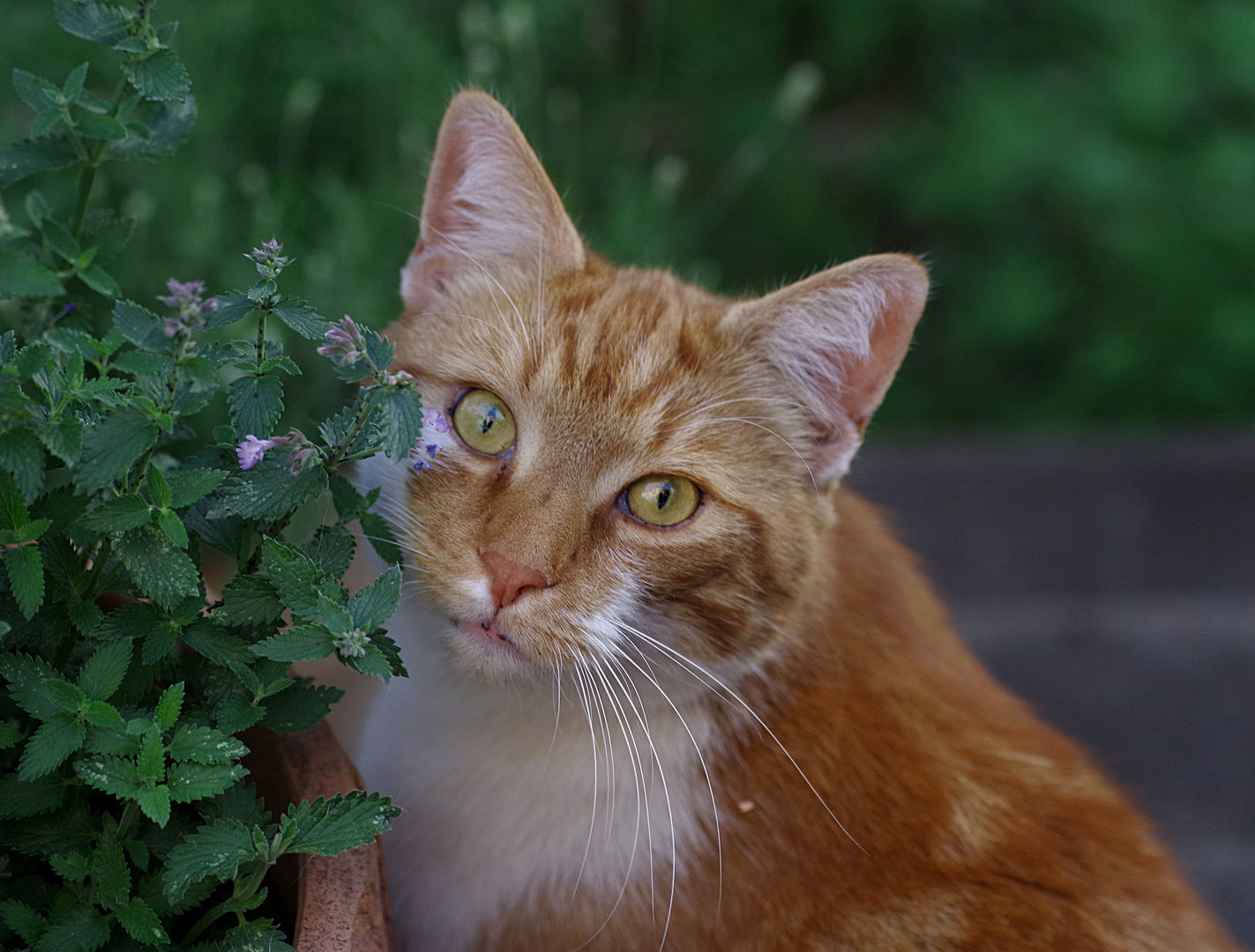 "Ich liebe Katzenminze....."