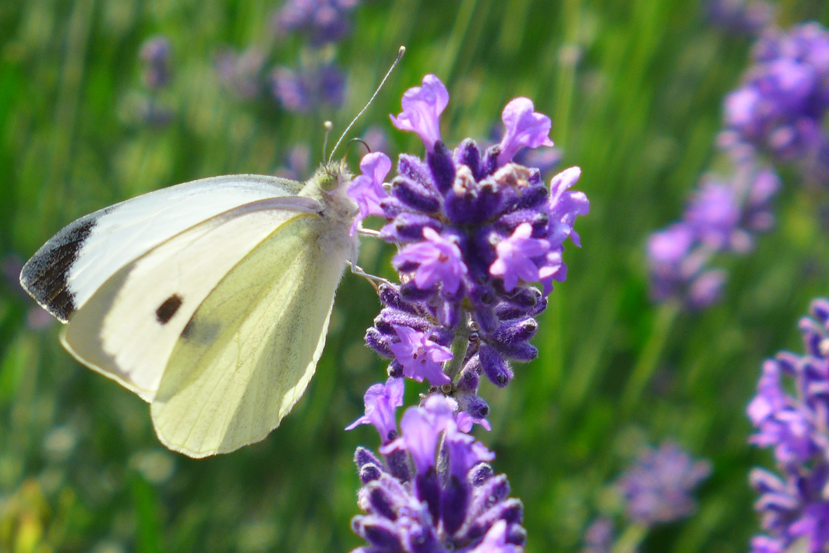 Ich liebe Lavendel