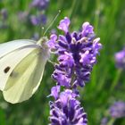 Ich liebe Lavendel