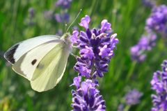 Ich liebe Lavendel