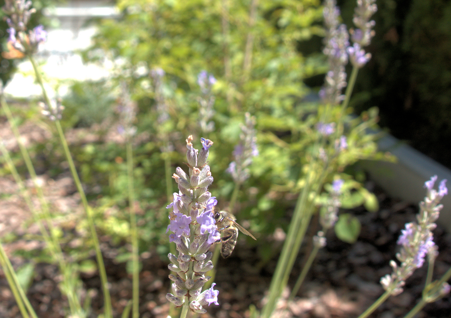 ....ich liebe Lavendel....