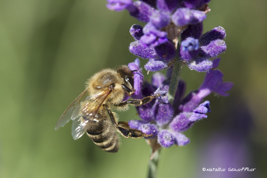 Ich liebe Lavendel!!