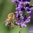 Ich liebe Lavendel!!