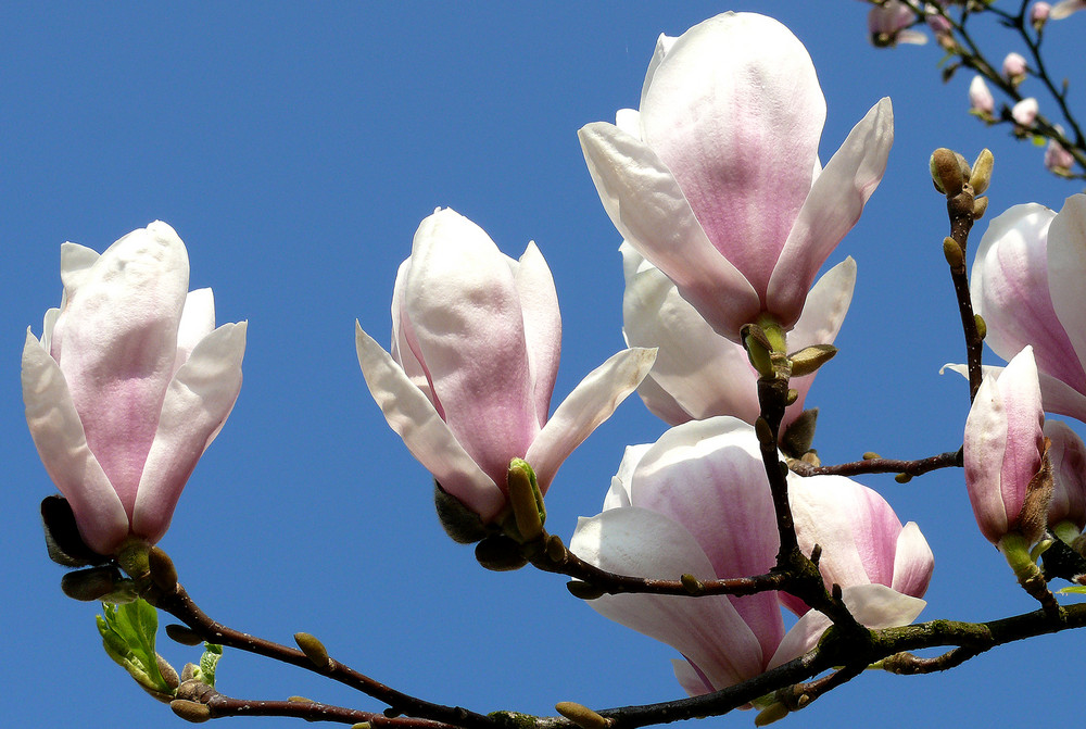 Ich liebe Magnolien