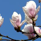 Ich liebe Magnolien