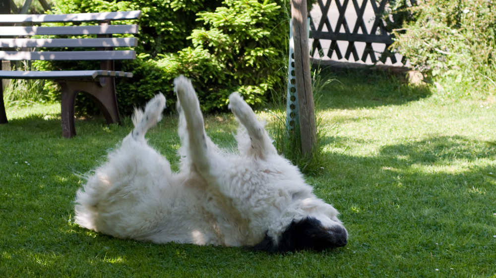 Ich liebe meinen Garten