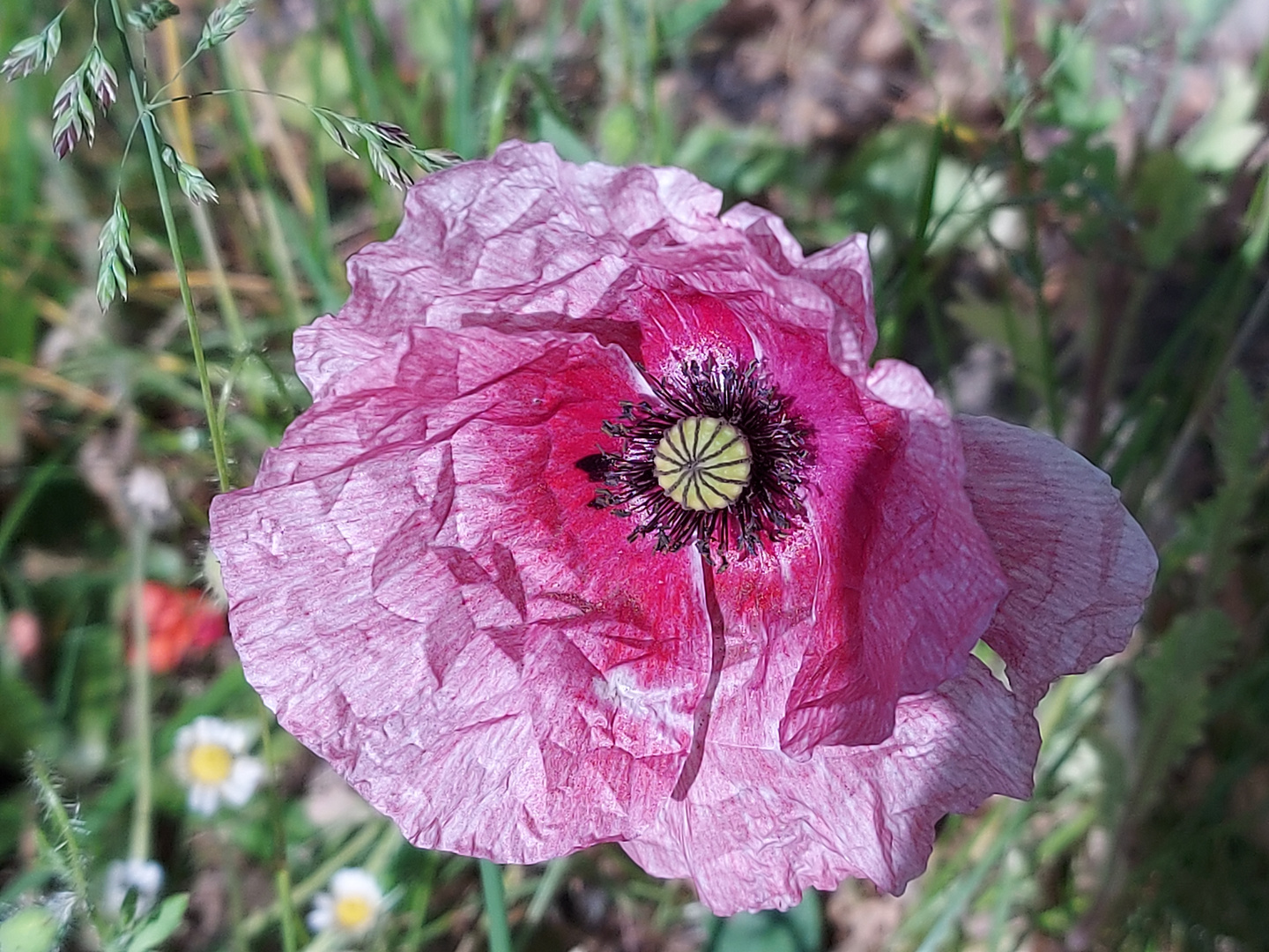 Ich Liebe Mohn