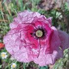 Ich Liebe Mohn