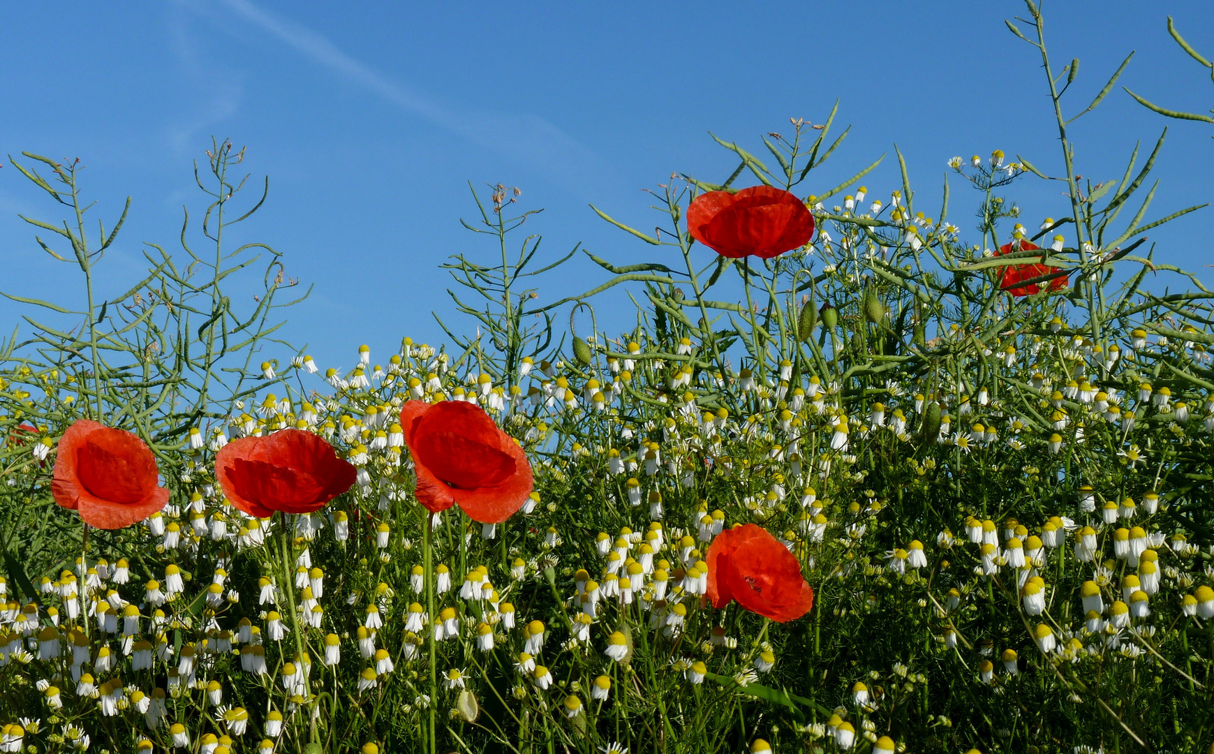 Ich liebe Mohnblumen 3