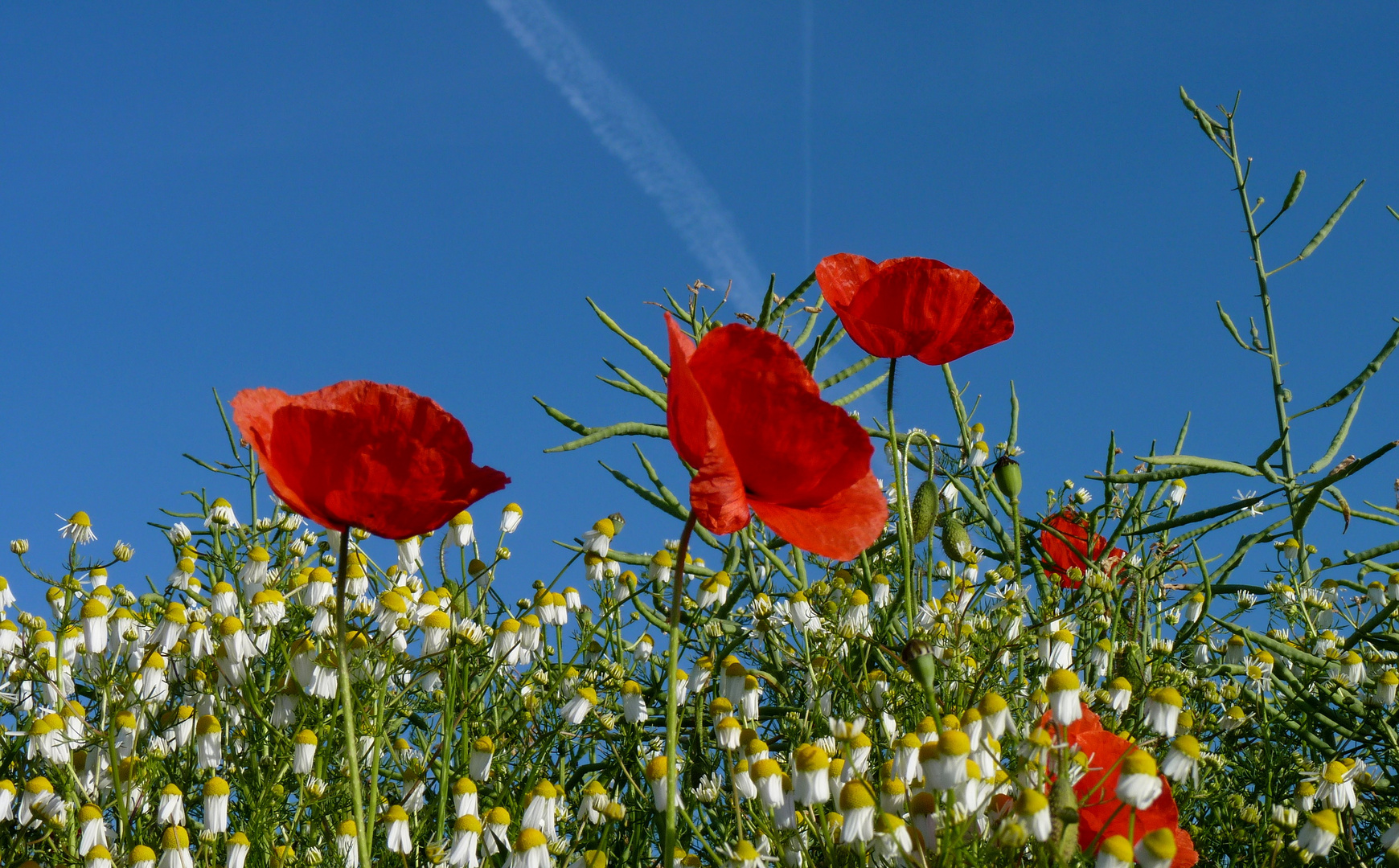 Ich liebe Mohnblumen 4