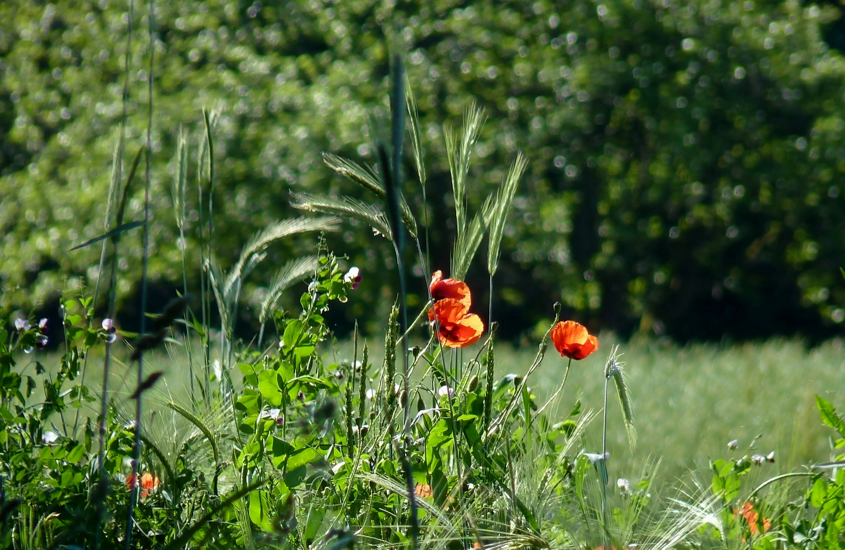 Ich liebe Mohnblumen 8