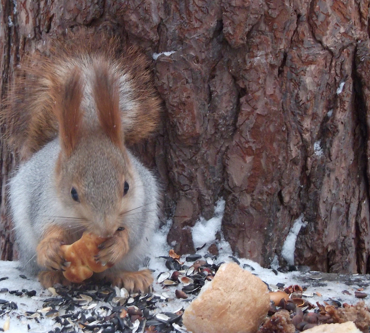 Ich Liebe Muffins im Winter...