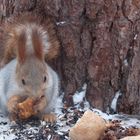 Ich Liebe Muffins im Winter...