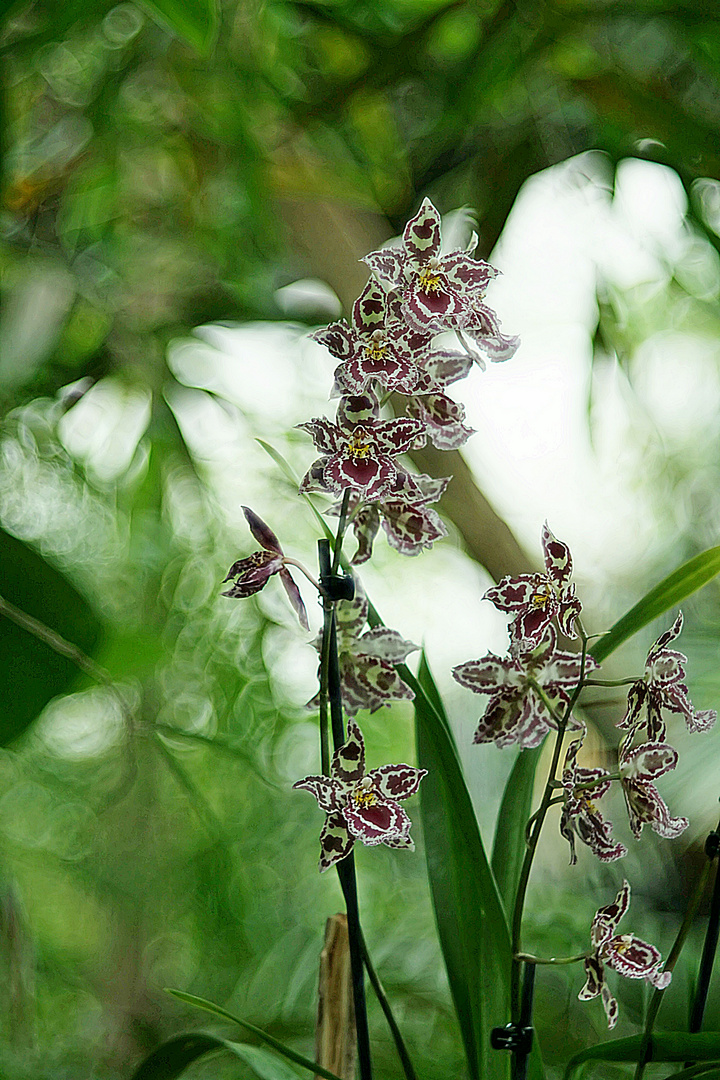 Ich liebe Orchideen