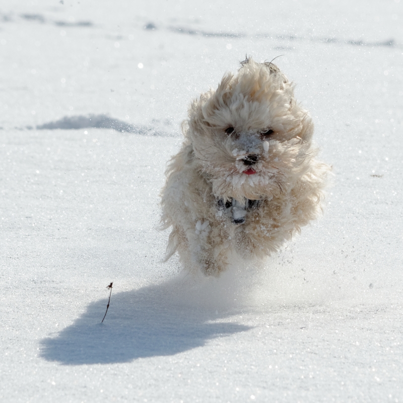 Ich liebe Schnee!