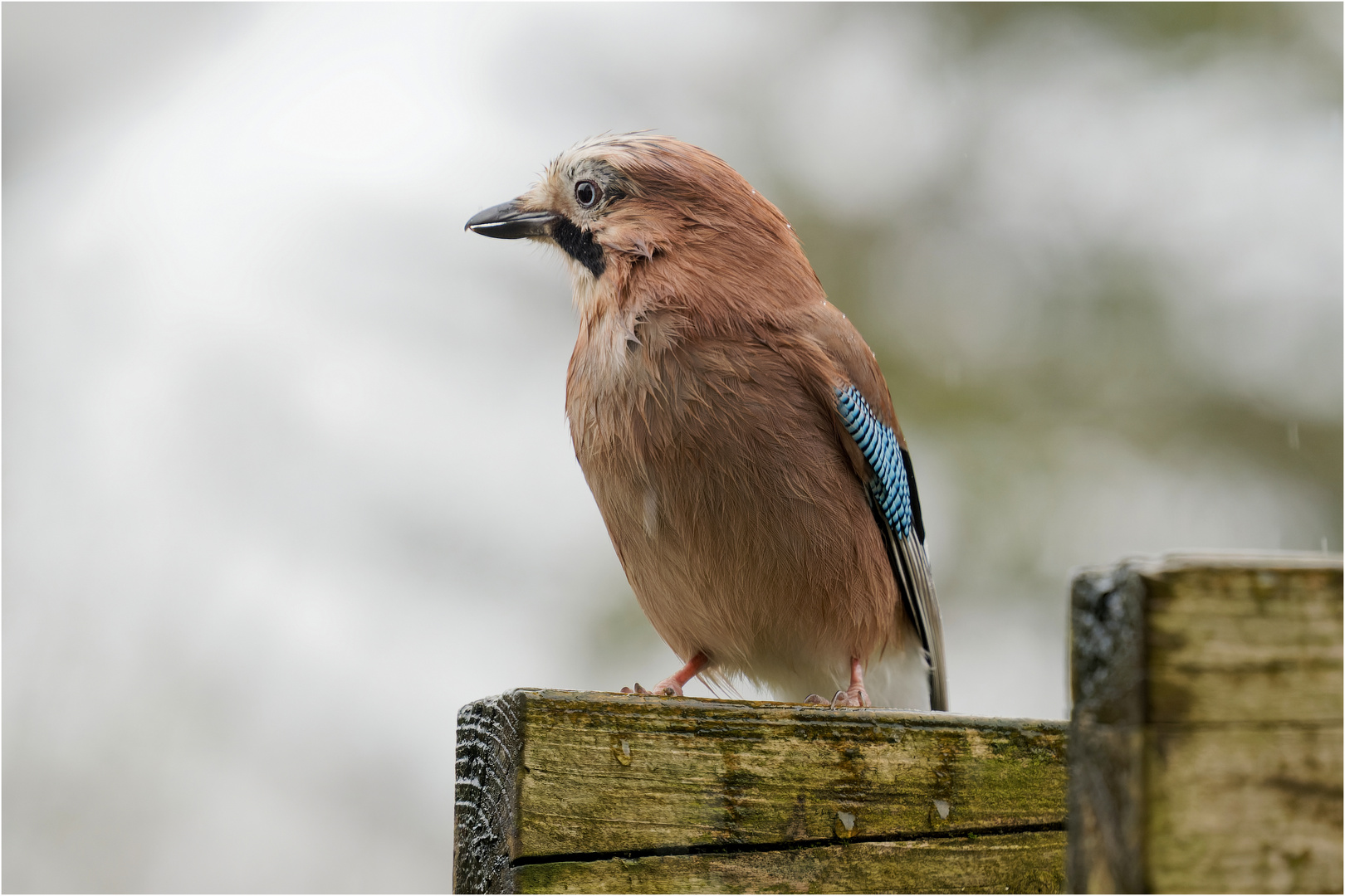 ich liebe sein Auge und die blaue Feder  .....