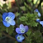 Ich liebe sie - die Gewitterblümchen 