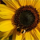 "Ich liebe Sonnenblumen!"