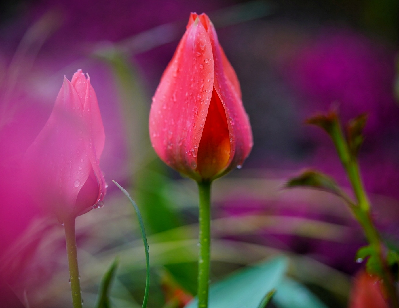 Ich liebe Tulpen!