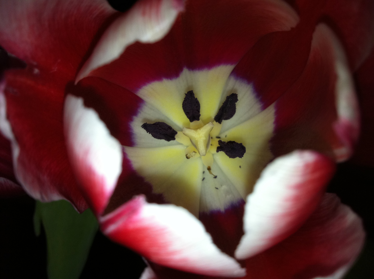 Ich liebe Tulpen :)